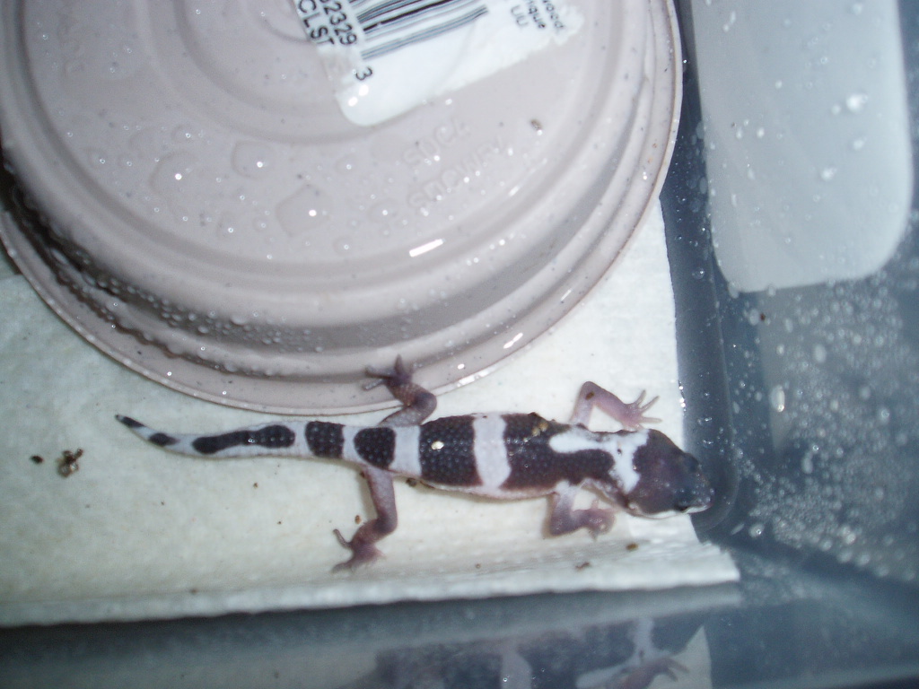 Male Line Bred Snow