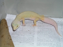 Female Rainwater Patternless Albino
