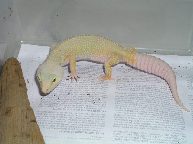 Female Rainwater Patternless Albino