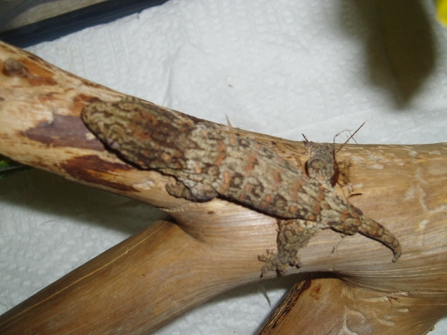 Rhacadactylus Leachanus Hekeli 11-4-04