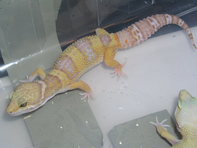 Male Rainwater Het Patternless Albino