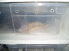 Leo's Breeding