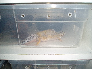 Leo's Breeding
