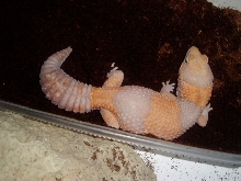 Adult Female Albino Fat Tail