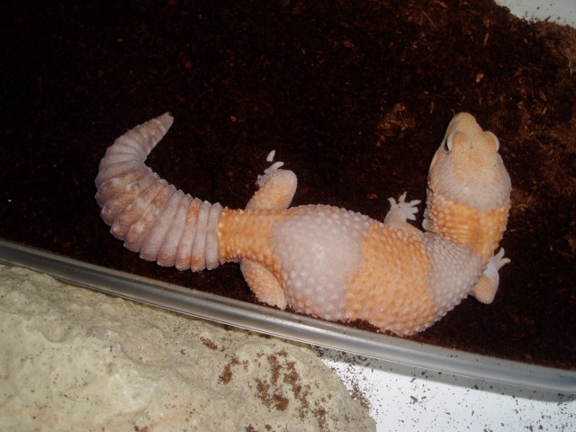 Adult Female Albino Fat Tail