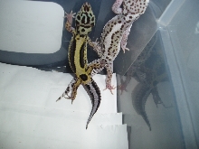Snow Gecko next to Stripe for comparison