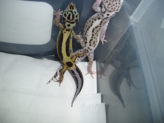 Snow Gecko next to Stripe for comparison