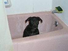 My American Pit Bull Terrier as a Pup