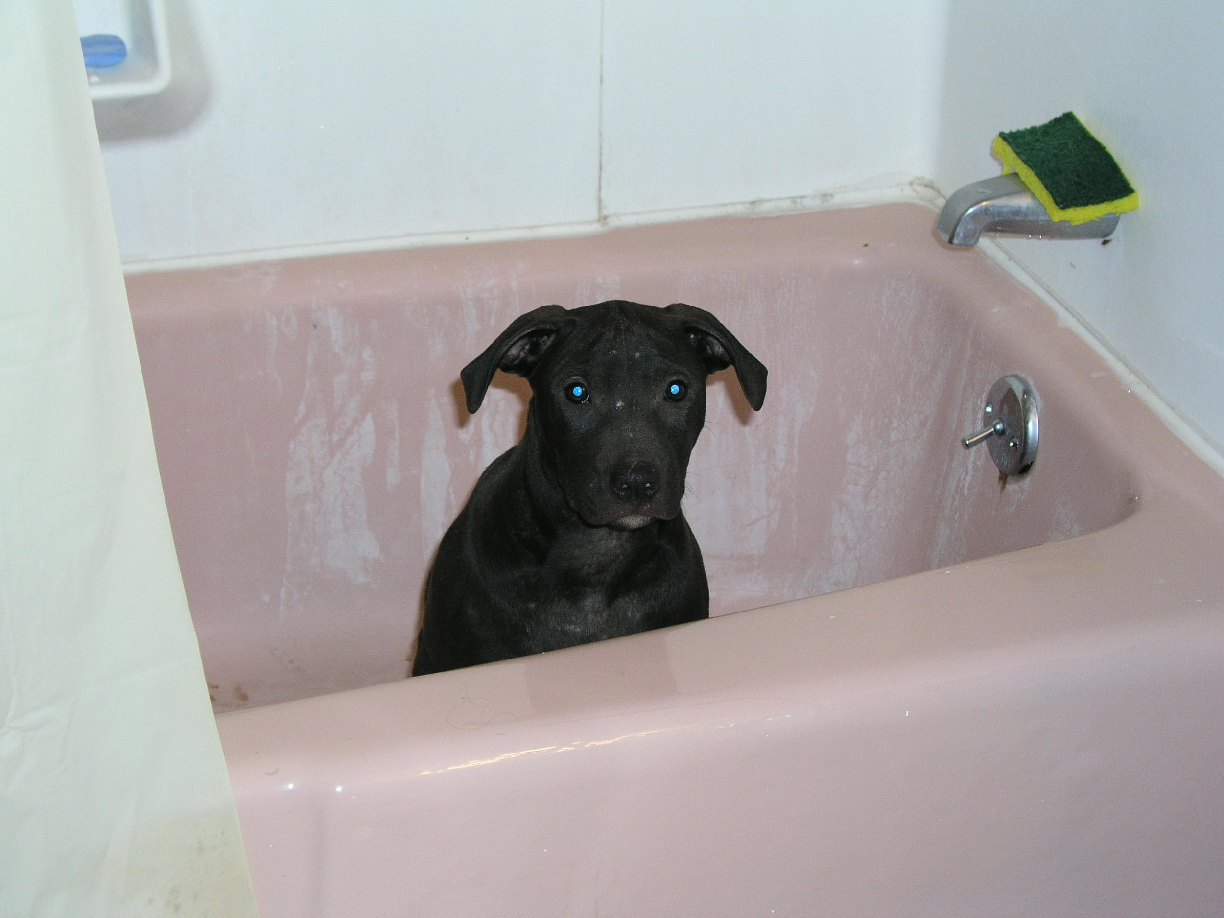 My American Pit Bull Terrier as a Pup