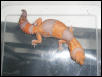 Sub-Adult Female Albino Fat Tail