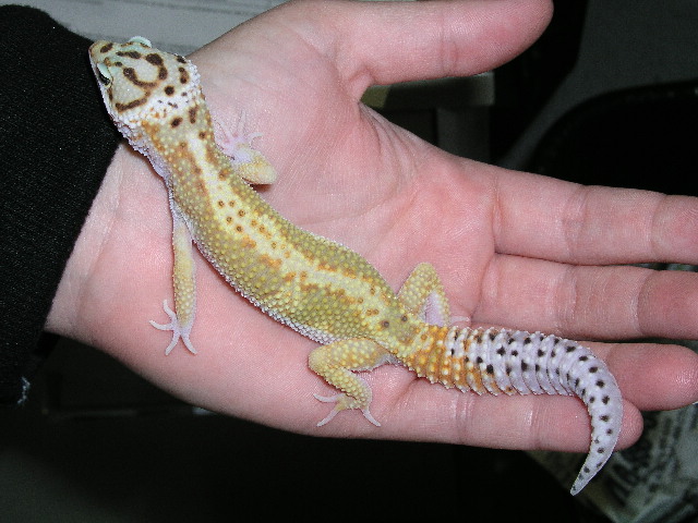 Red Stripe Female