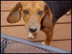 Vinnie the beagle