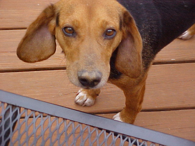 Vinnie the beagle