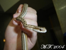 Philodryas psammophideus