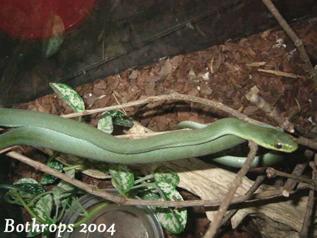 Philodryas aestivus