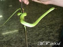 Philodryas aestivus