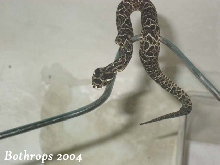 B. alternatus