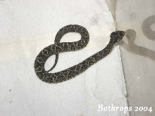 Bothrops alternats