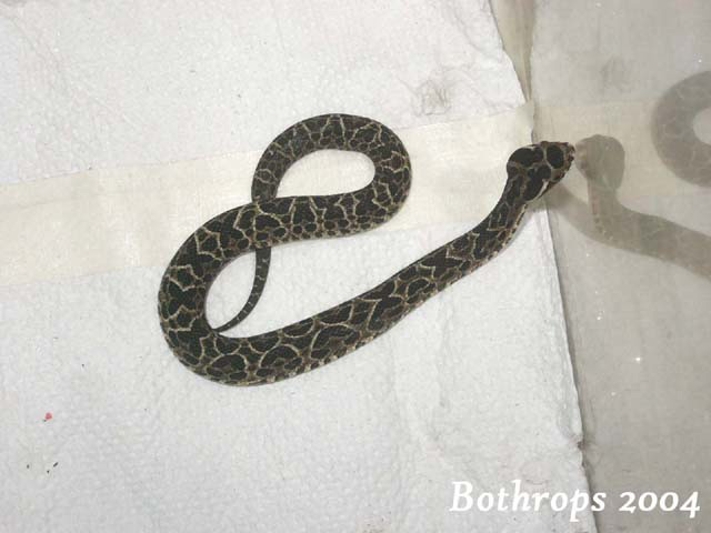 Bothrops alternatus