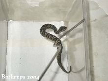 B. alternatus