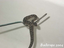 B. alternatus