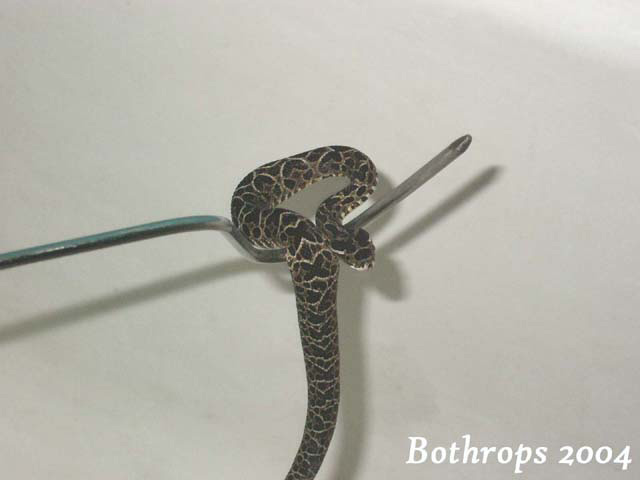 B. alternatus