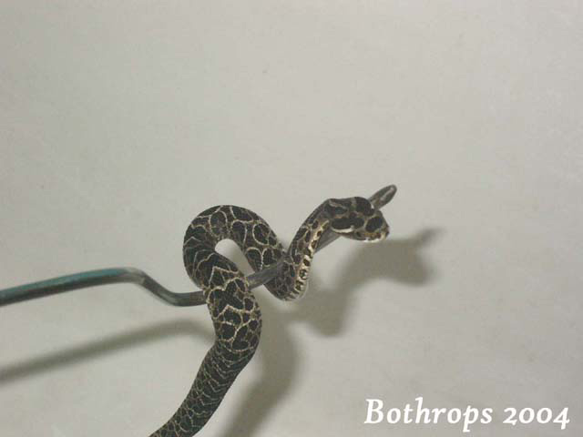 B. alternatus