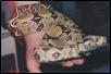 My Boa c. constrictor