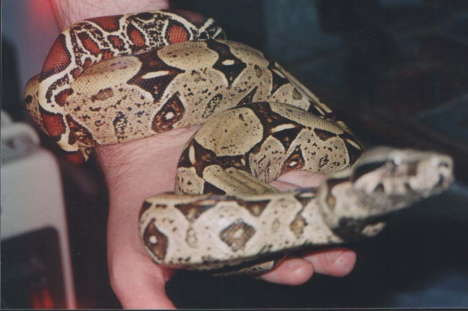 My Boa c. constrictor