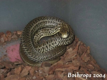 Philodryas patagoniensis