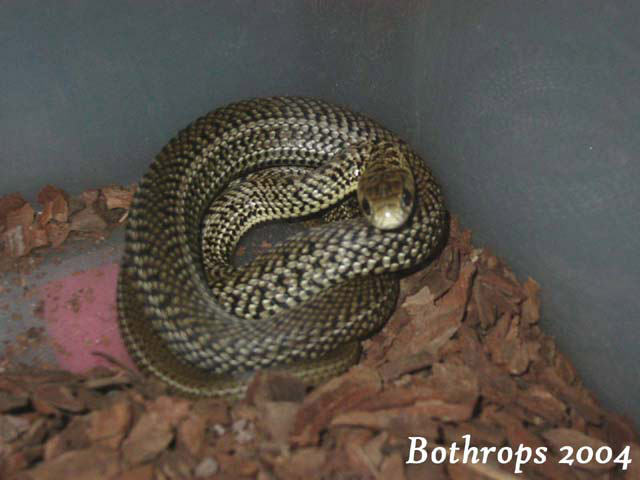 Philodryas patagoniensis