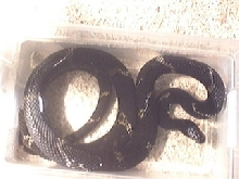 russian ratsnake