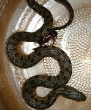 What is this snake?