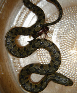 What is this snake?