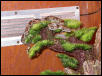 BCI Boa