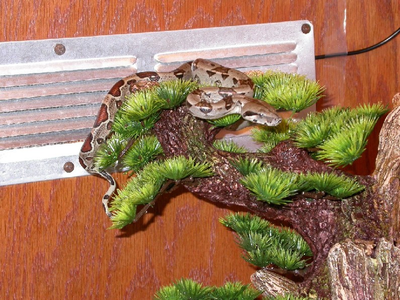 BCI Boa
