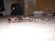 Male Suriname Boa