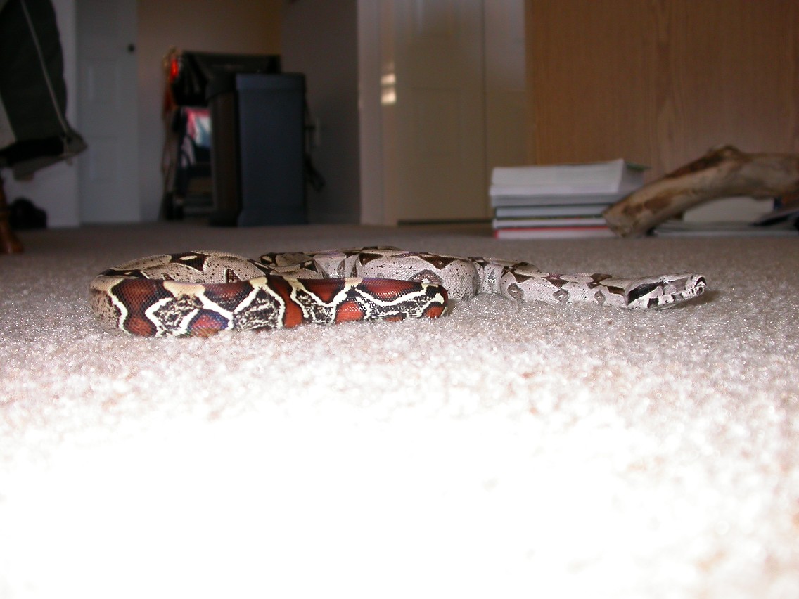 Male Suriname Boa