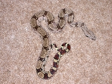Male Suriname Boa