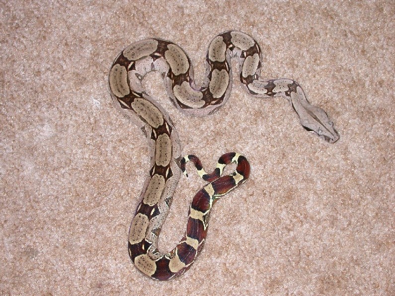 Male Suriname Boa