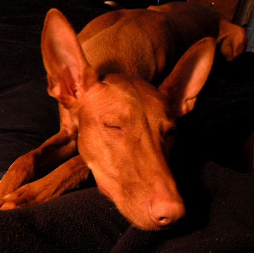Luna sleeping