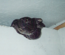 Retic
