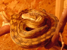 8.5 foot male merauke scrub