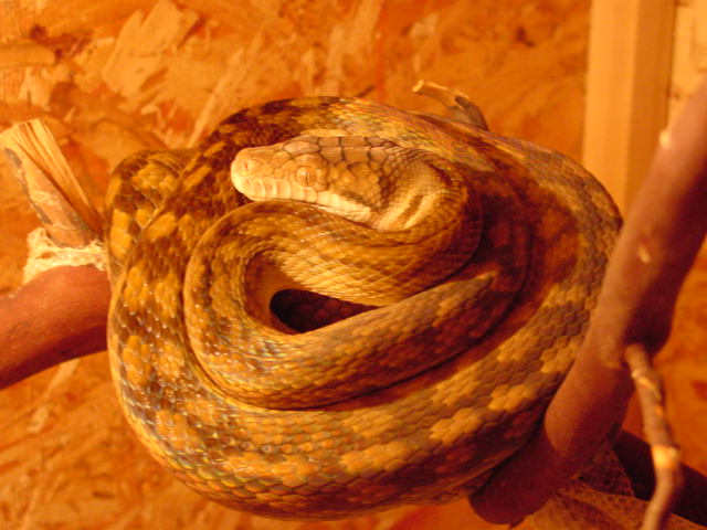 8.5 foot male merauke scrub