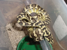 Female Irian