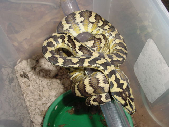 Female Irian