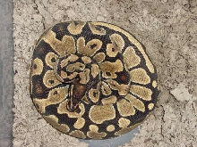 Ball python female