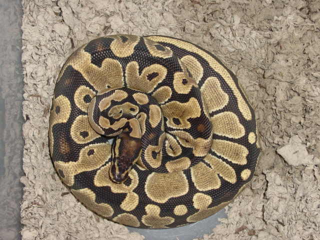Ball python female