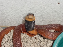 naja pallida