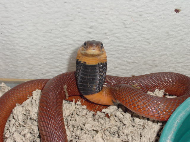 naja pallida
